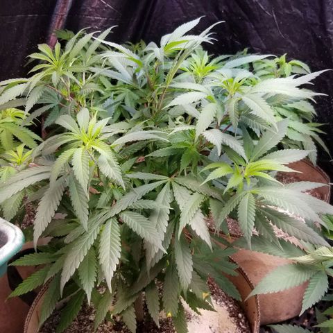 Sour Diesel growlog timeline photo