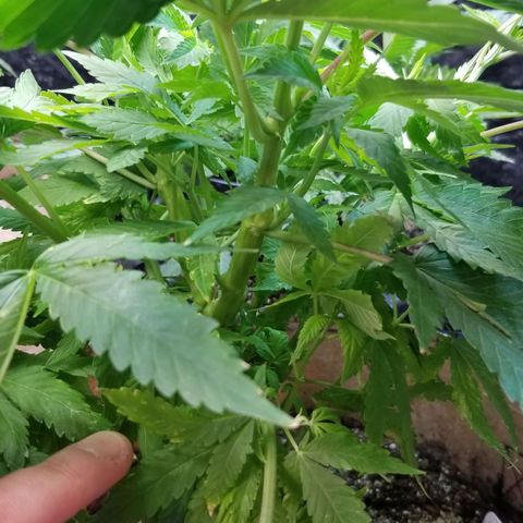 Sour Diesel growlog timeline photo