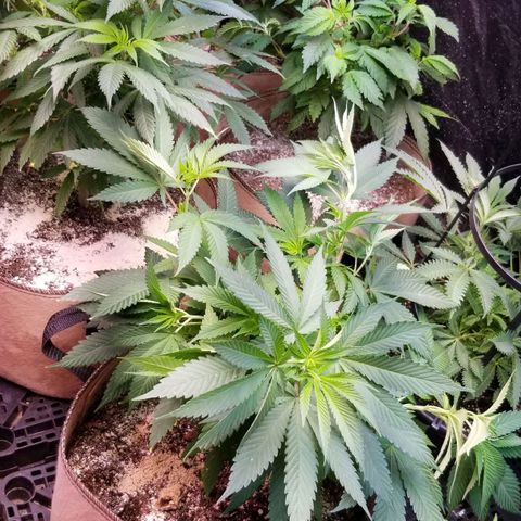 Sour Diesel growlog timeline photo