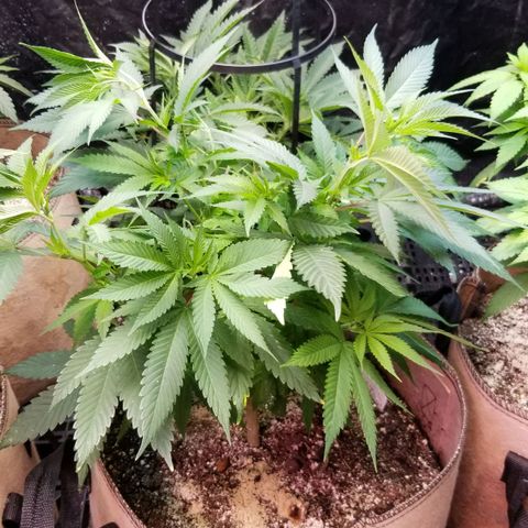 Sour Diesel growlog timeline photo