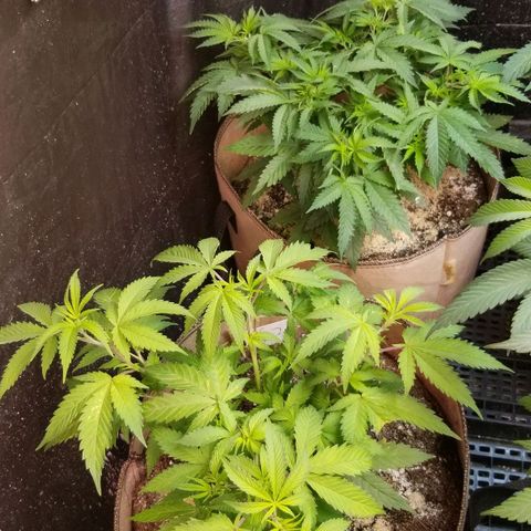 BBC x MAC1 growlog timeline photo
