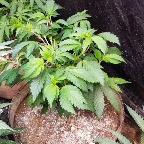 Dosidos Fortune Cookies growlog timeline photo