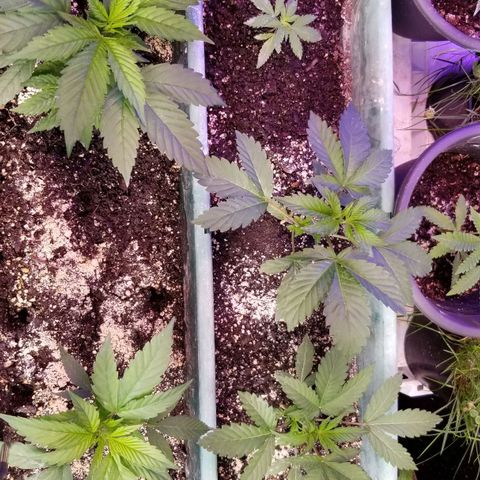 GMO x Purple Sweets growlog timeline photo