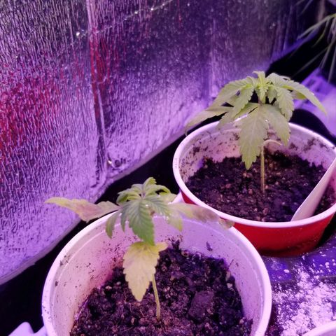 GMO x Purple Sweets growlog timeline photo