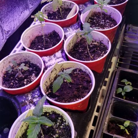 Pineapple Express  growlog timeline photo