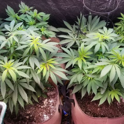 Sour Diesel growlog timeline photo
