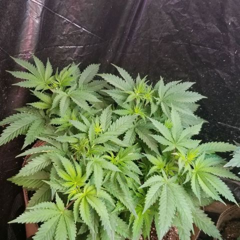BBC x MAC1 growlog timeline photo