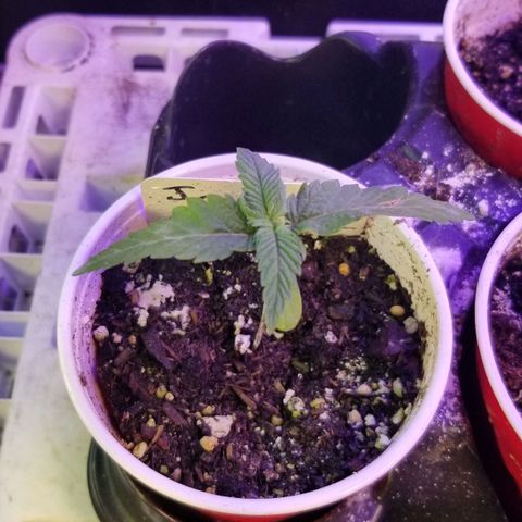 BBC x MAC1 growlog timeline photo