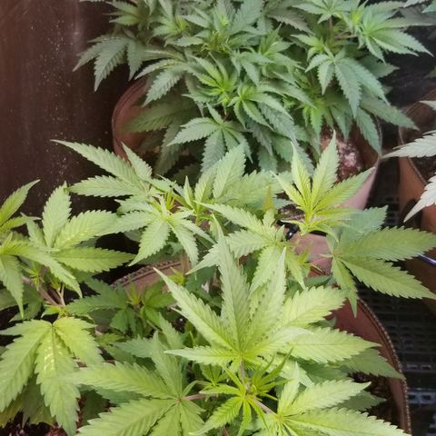 BBC x MAC1 growlog timeline photo