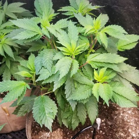 Dosidos Fortune Cookies growlog timeline photo
