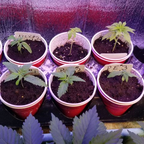 Pineapple Express  growlog timeline photo