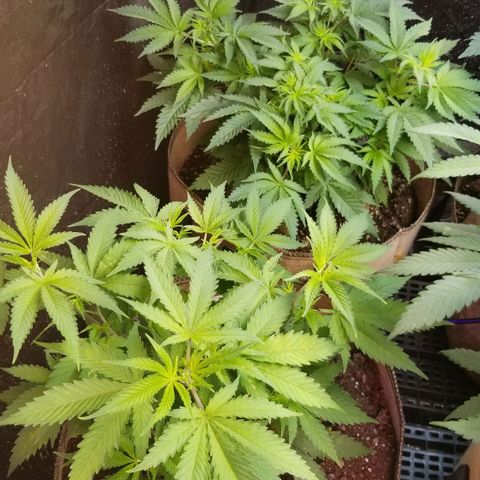 BBC x MAC1 growlog timeline photo