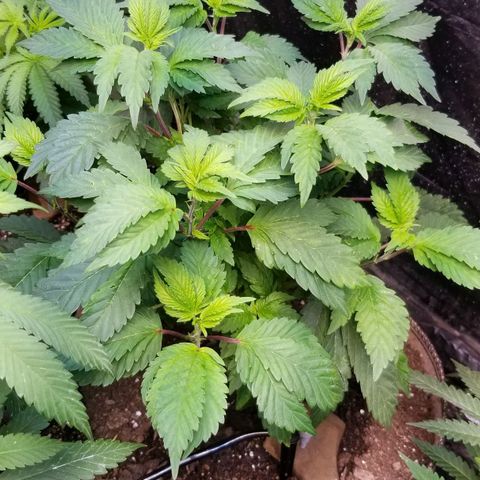 Dosidos Fortune Cookies growlog timeline photo