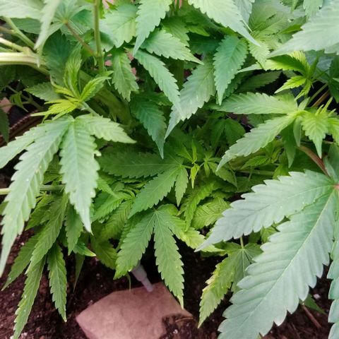 Sour Diesel growlog timeline photo