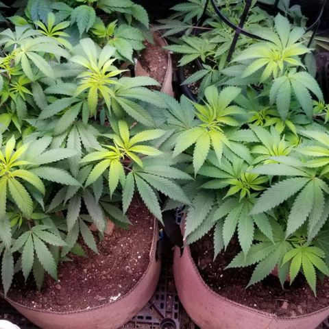 Sour Diesel growlog timeline photo