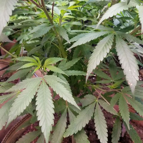 Sour Diesel growlog timeline photo