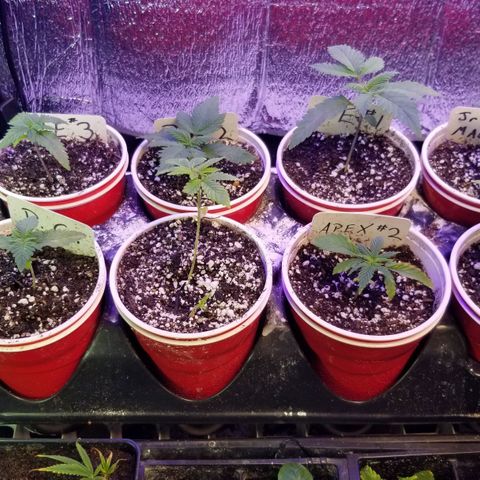Pineapple Express  growlog timeline photo