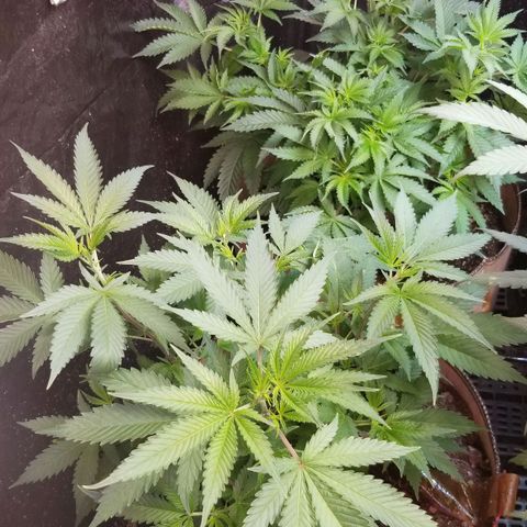 BBC x MAC1 growlog timeline photo