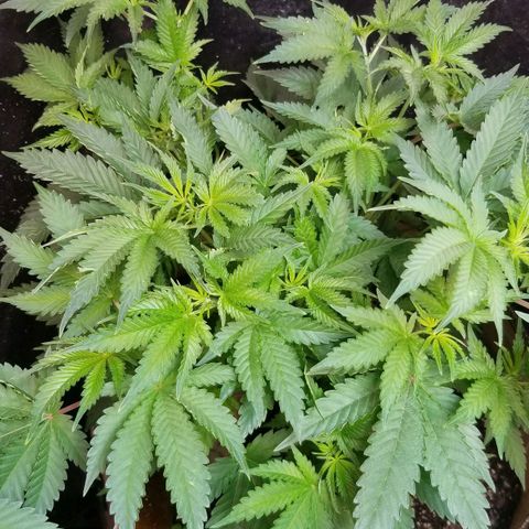 BBC x MAC1 growlog timeline photo