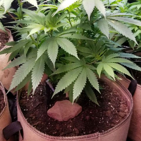 Sour Diesel growlog timeline photo