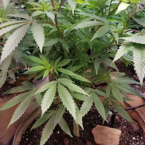 Sour Diesel growlog timeline photo