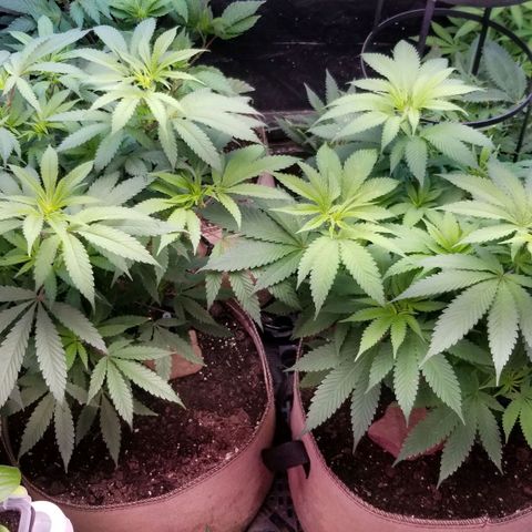 Sour Diesel growlog timeline photo