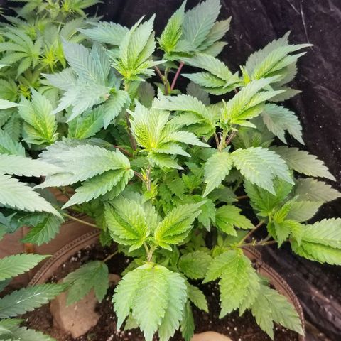 Dosidos Fortune Cookies growlog timeline photo