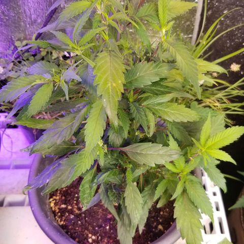 Jr Mints x MAC1 growlog timeline photo