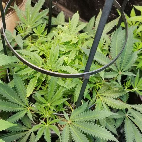 Jr Mints x MAC1 growlog timeline photo