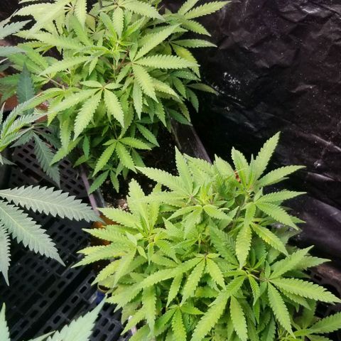Jr Mints x MAC1 growlog timeline photo
