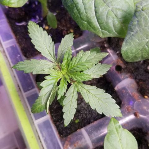 GMO x Purple Sweets growlog timeline photo