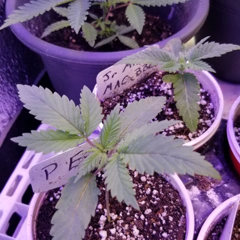 Pineapple Express  growlog timeline photo