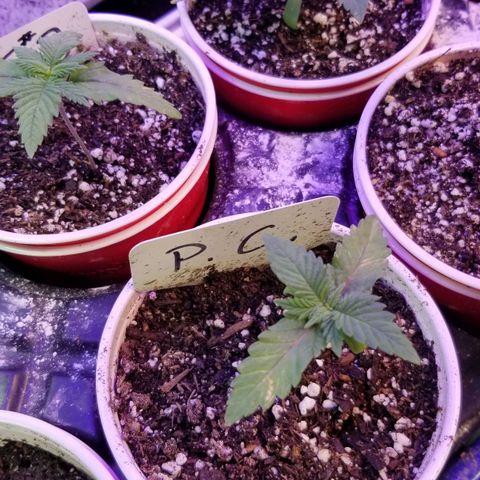 Pineapple Express  growlog timeline photo