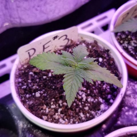 Pineapple Express  growlog timeline photo