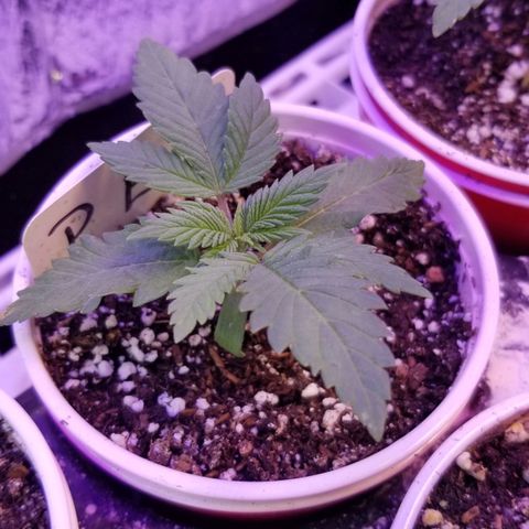 Pineapple Express  growlog timeline photo