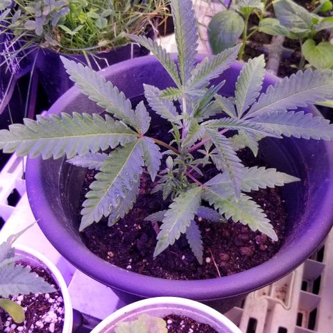 Jr Mints x MAC1 growlog timeline photo