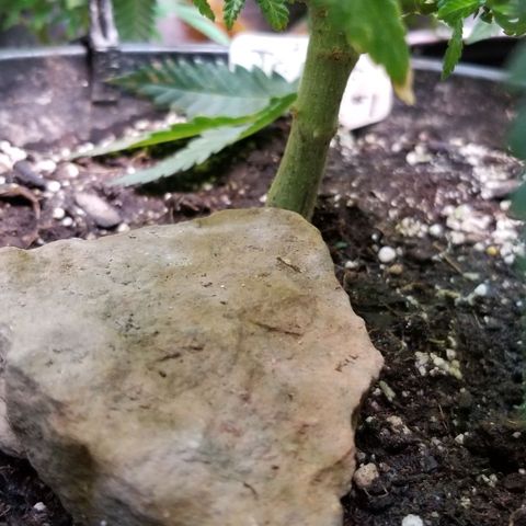 Jr Mints x MAC1 growlog timeline photo