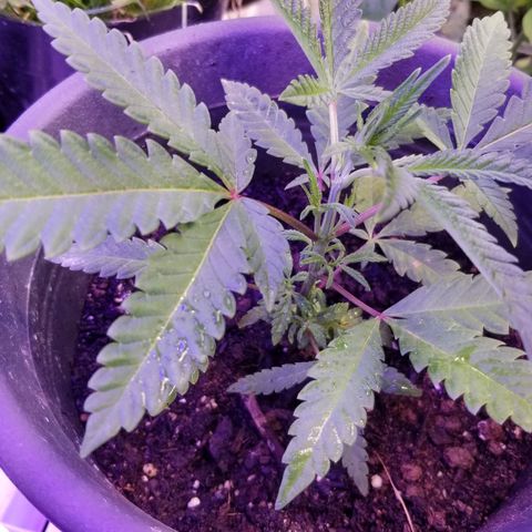 Jr Mints x MAC1 growlog timeline photo