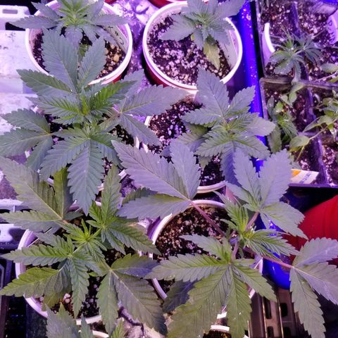 Pineapple Express  growlog timeline photo