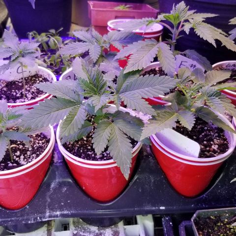 Pineapple Express  growlog timeline photo