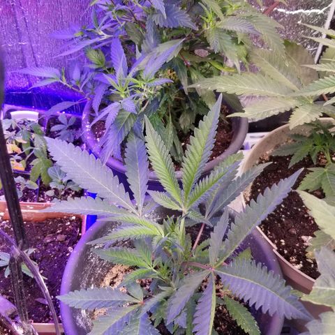 Jr Mints x MAC1 growlog timeline photo