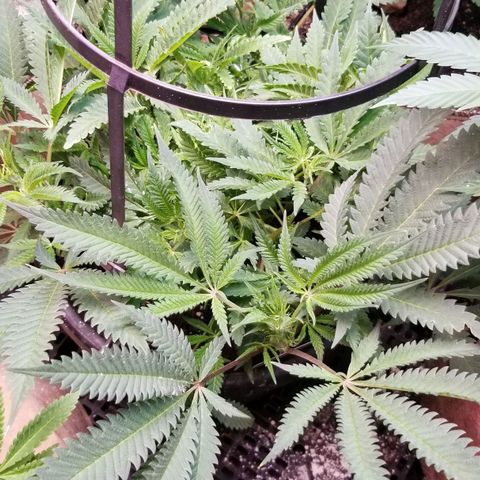 Jr Mints x MAC1 growlog timeline photo