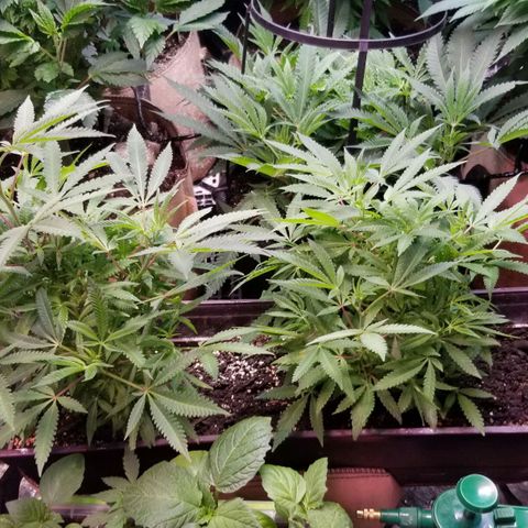 Jr Mints x MAC1 growlog timeline photo
