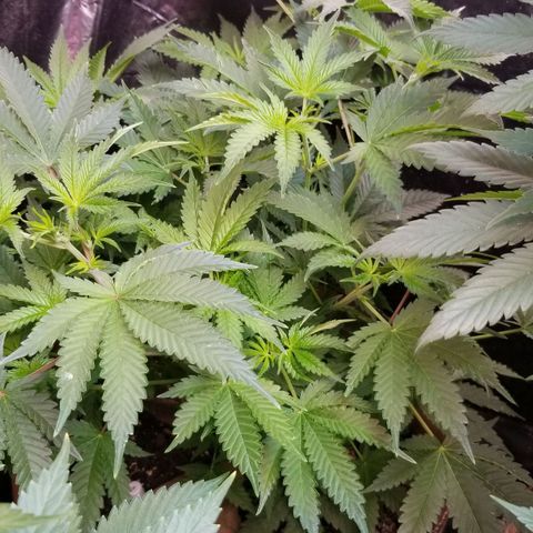 BBC x MAC1 growlog timeline photo