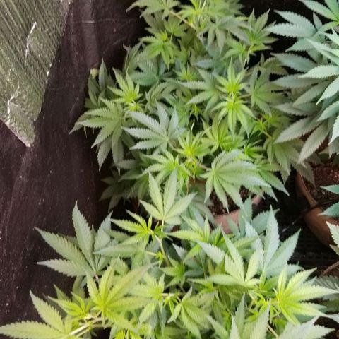 BBC x MAC1 growlog timeline photo