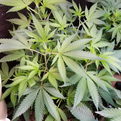 BBC x MAC1 growlog timeline photo
