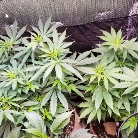 Sour Diesel growlog timeline photo