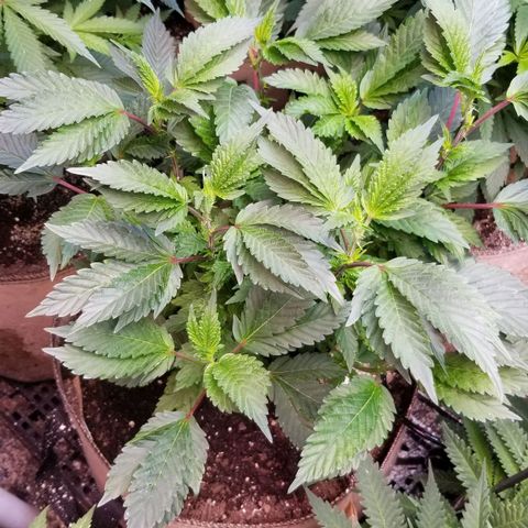 Dosidos Fortune Cookies growlog timeline photo