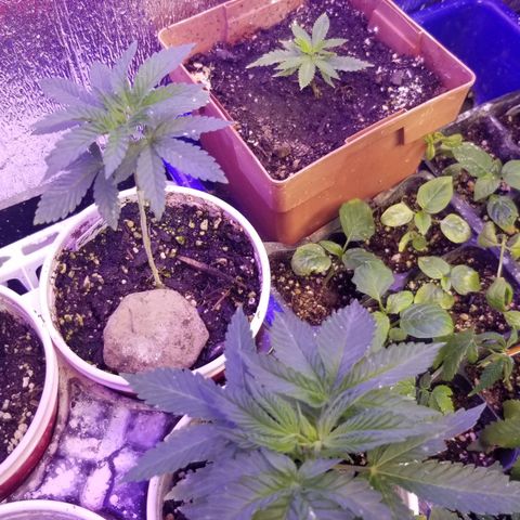 GMO x Purple Sweets growlog timeline photo