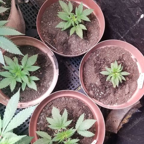Pineapple Express  growlog timeline photo